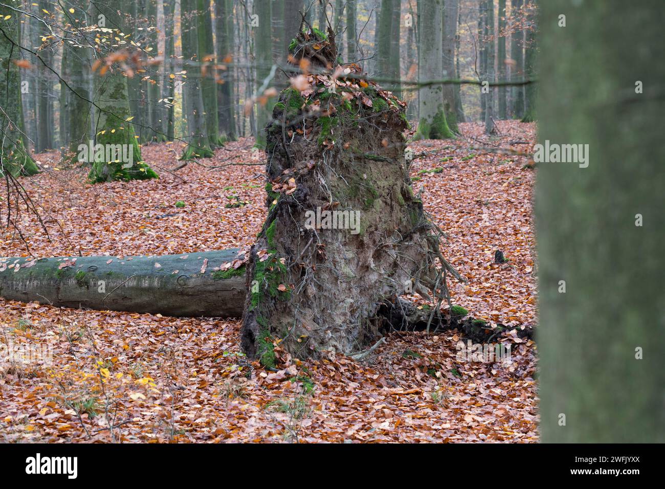 Wurzelteller einer buche, umgestürtzter Baum in einem Wald, Laubwald Foto Stock
