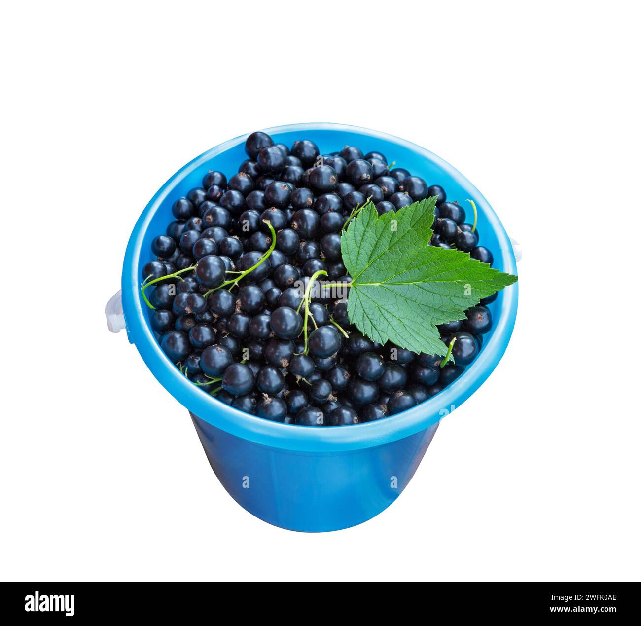 Raccolta di ribes nero, isolato su sfondo bianco. Raccolta delle bacche, primo piano. Ribes nero appena raccolti. Foto Stock