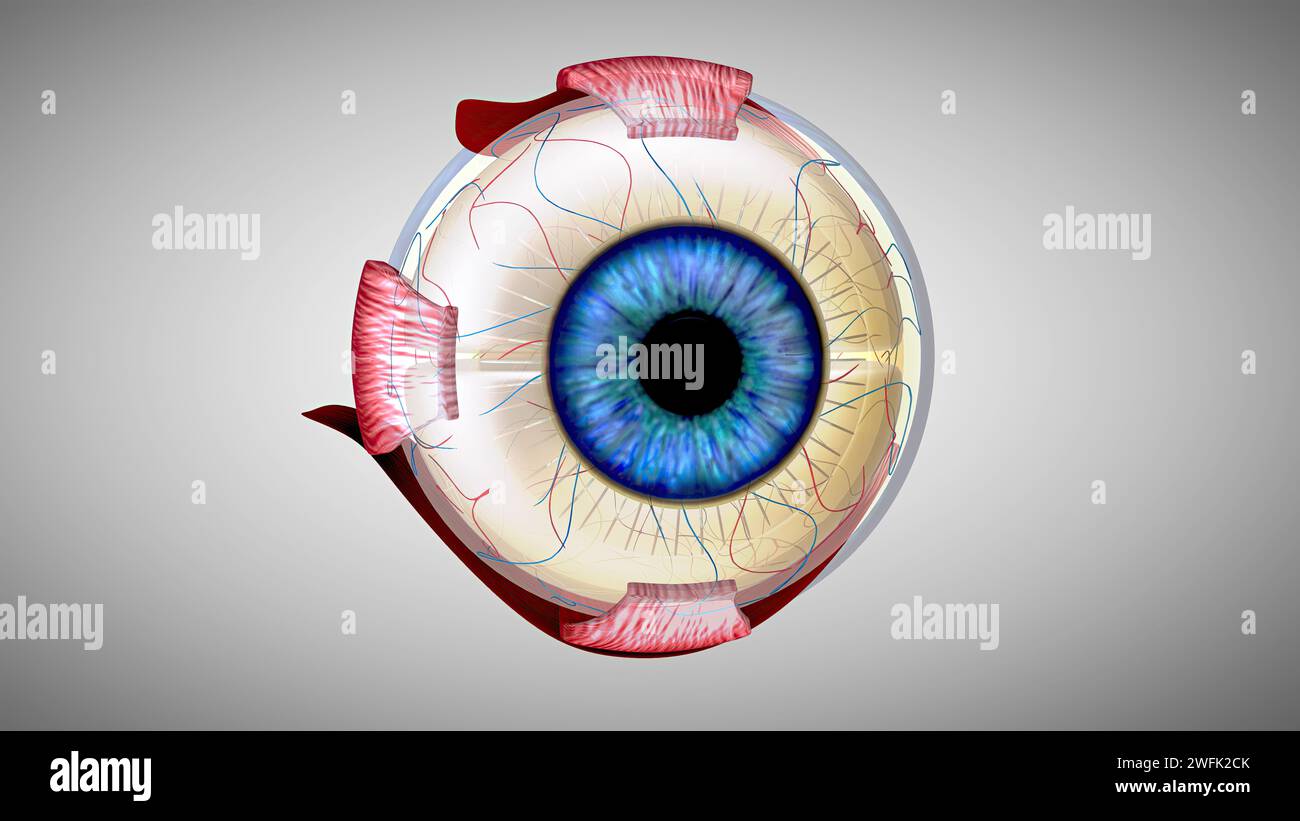 Modello anatomico 3D di un occhio Foto Stock