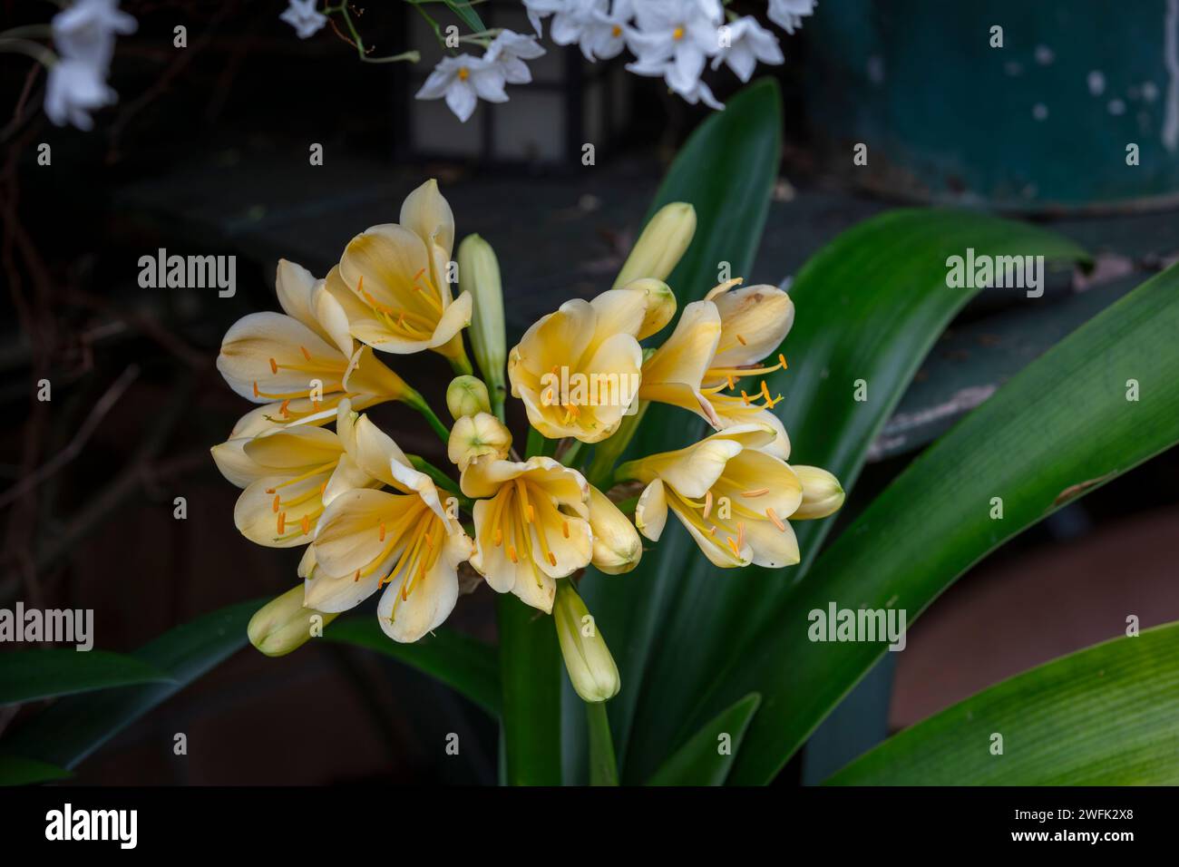 Fotografia di un fiore giallo di Clivia Kaffir Lily che cresce in un giardino domestico dell'Australia regionale Foto Stock