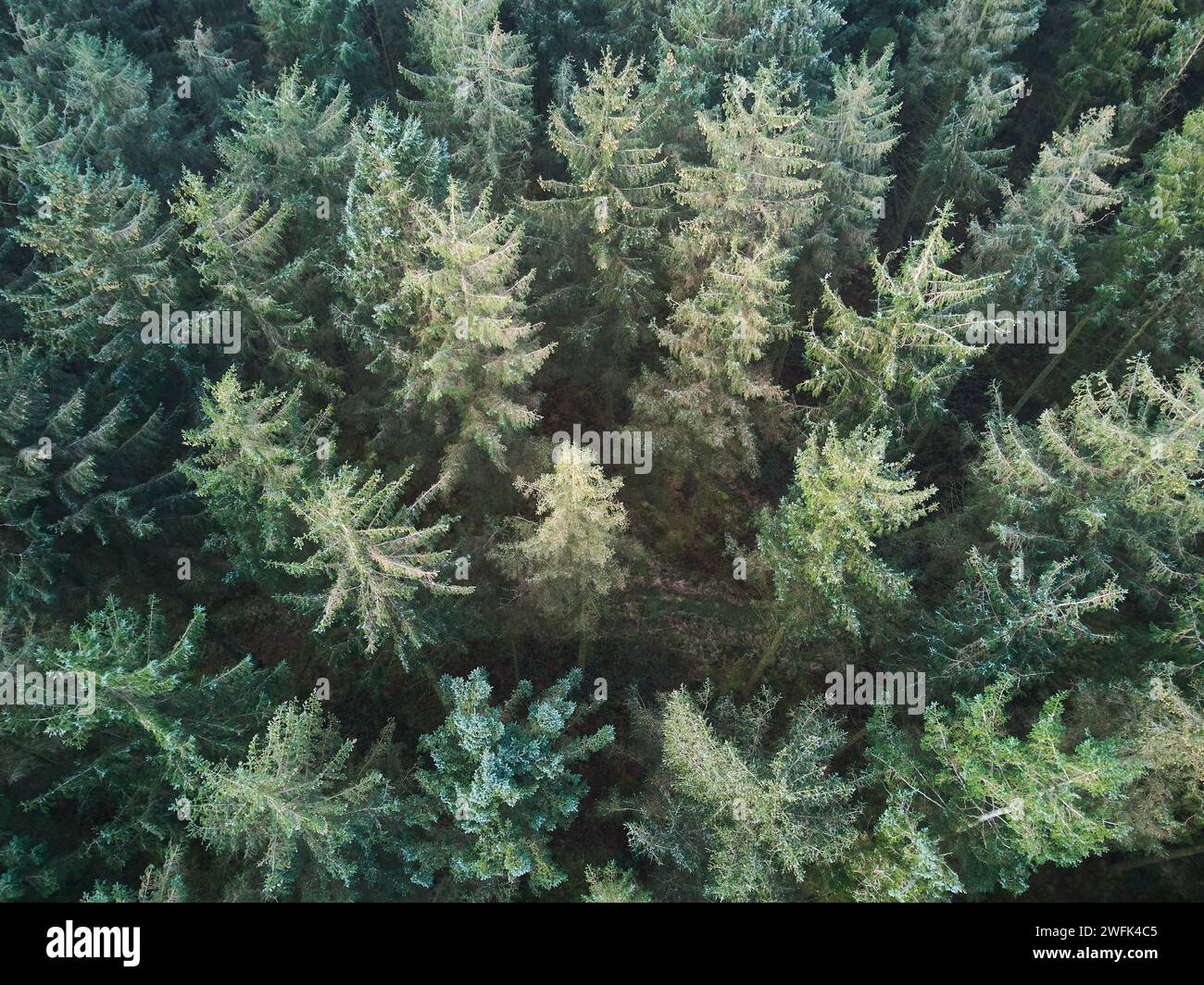 Vista aerea di una piantagione di conifere nel Regno Unito Foto Stock