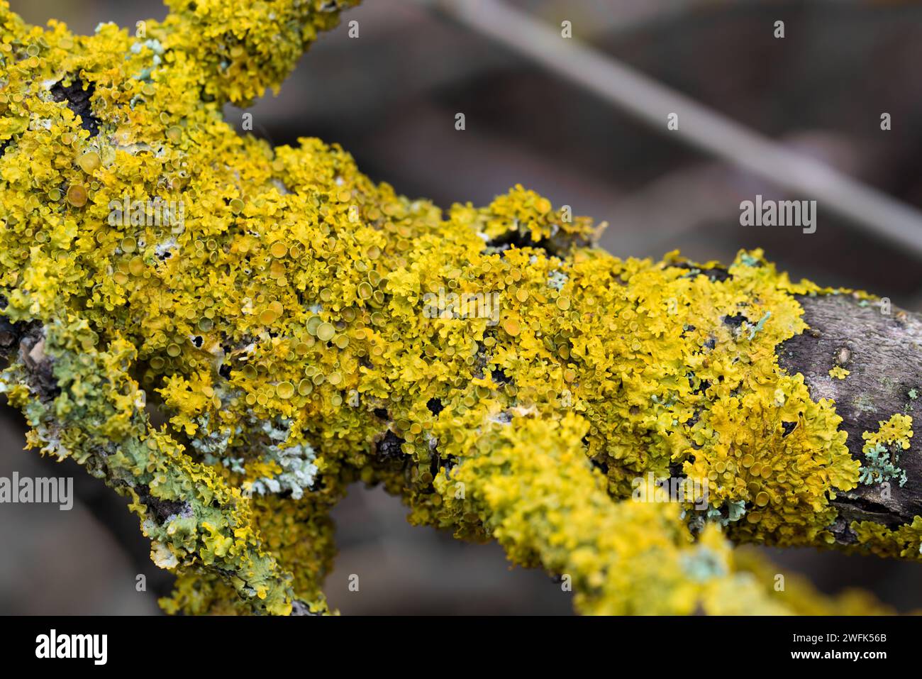Lichene arancio comune, Xanthoria parietina su fuoco selettivo ravvicinamento del ramo dell'albero Foto Stock