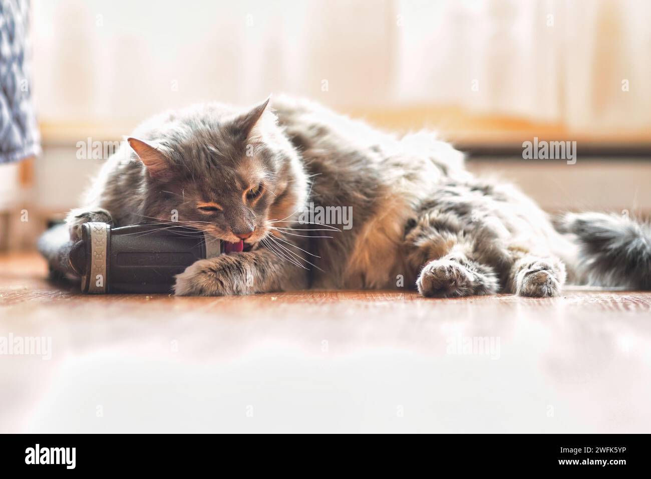 Gatto a pelo lungo che riposa Foto Stock