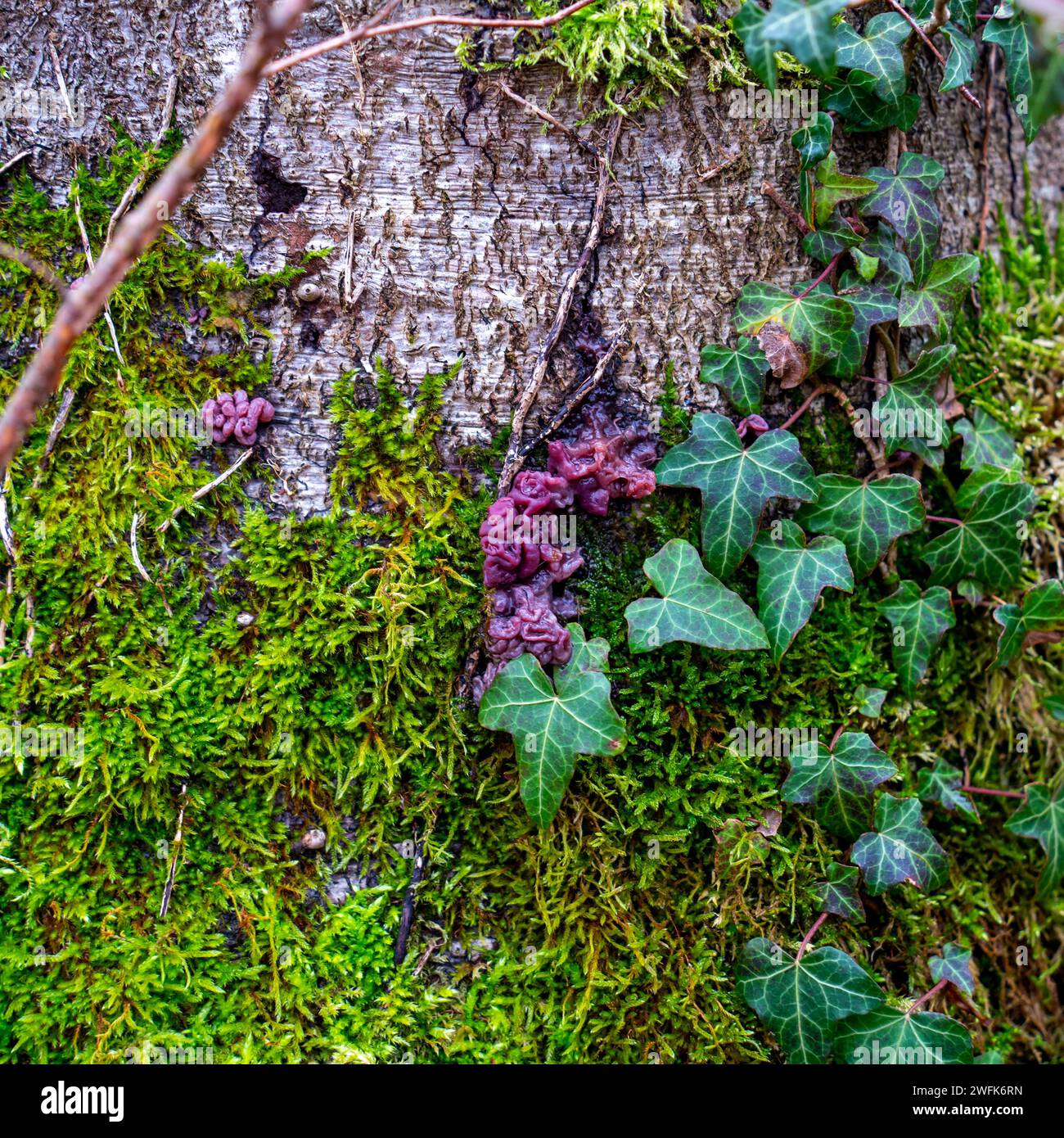 Primo piano del fungo Purple Jelly Drop (Ascocoryne sarcoides) Foto Stock