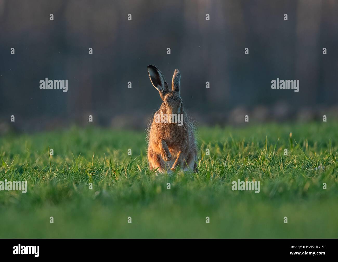 Una lepre bruna ( Lepus europaeus ) in piedi sulle gambe posteriori di fronte alla telecamera , che sbatte la rugiada dalle zampe. Suffolk, Regno Unito Foto Stock
