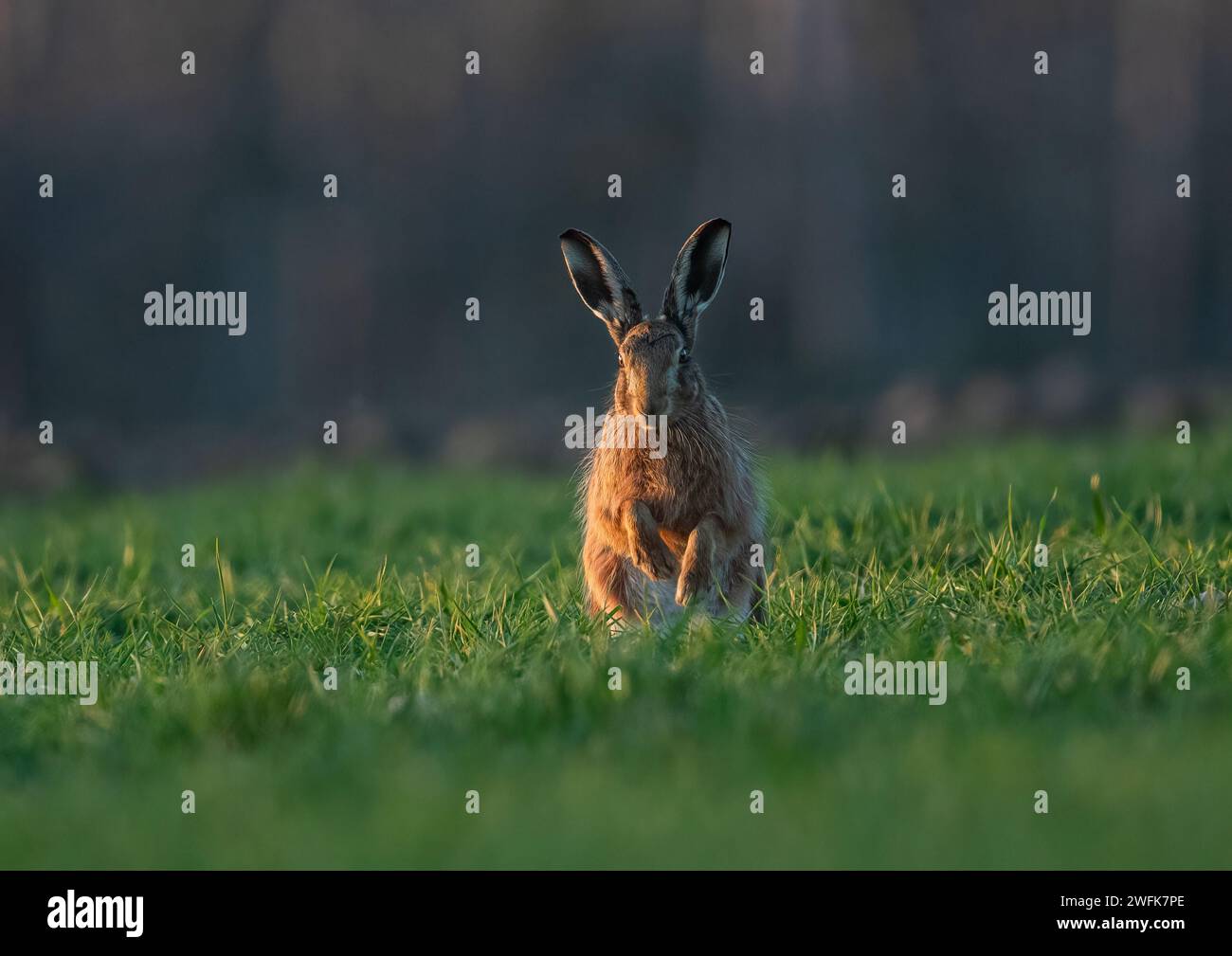 Una lepre bruna ( Lepus europaeus ) in piedi sulle gambe posteriori di fronte alla telecamera , che sbatte la rugiada dalle zampe. Suffolk, Regno Unito Foto Stock