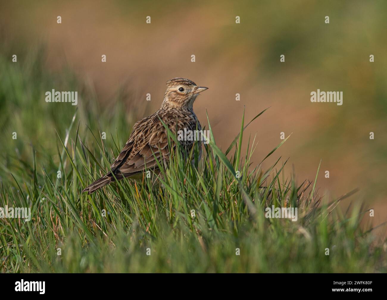 Uno Skylark (Alauda arvensis) che mostra il piumaggio striato e la sua cresta. Seduto su una sponda erbosa ai margini di un campo agricolo . Suffolk, Regno Unito. Foto Stock