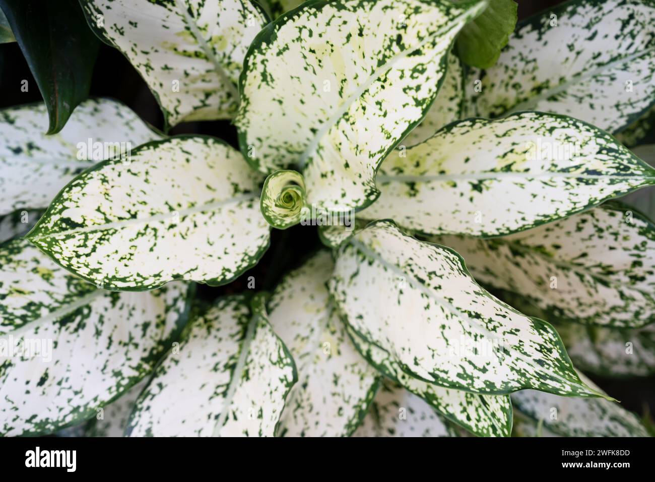 Vista dall'alto di Aglaonema Biancaneve Foto Stock