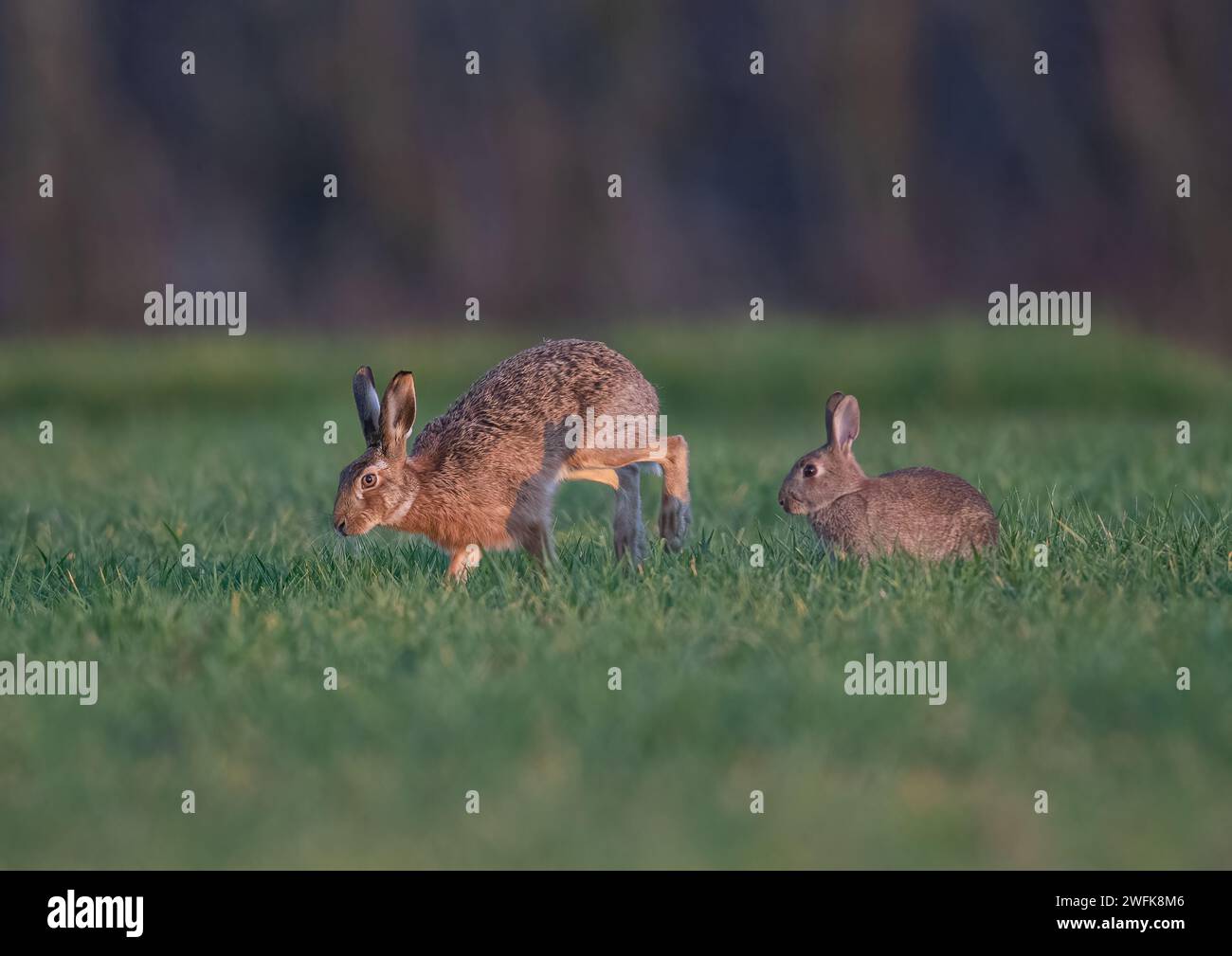 Può dire la sofferenza tra una lepre e un coniglio? Ecco un'immagine di entrambe le specie insieme per il confronto. Suffolk, Regno Unito Foto Stock
