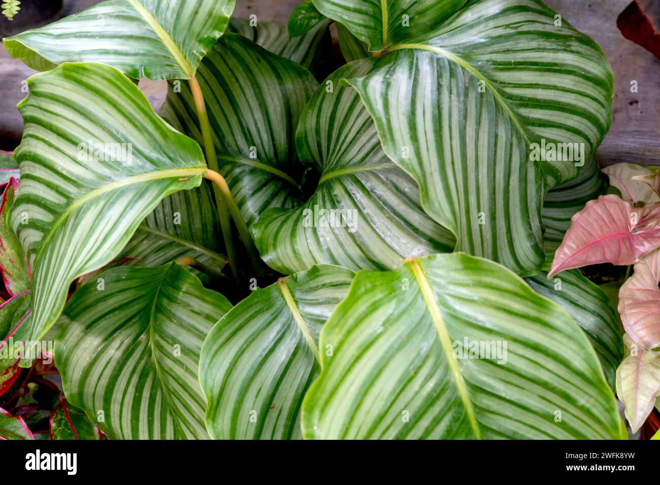 Primo piano delle foglie di Calathea Orbifolia Foto Stock