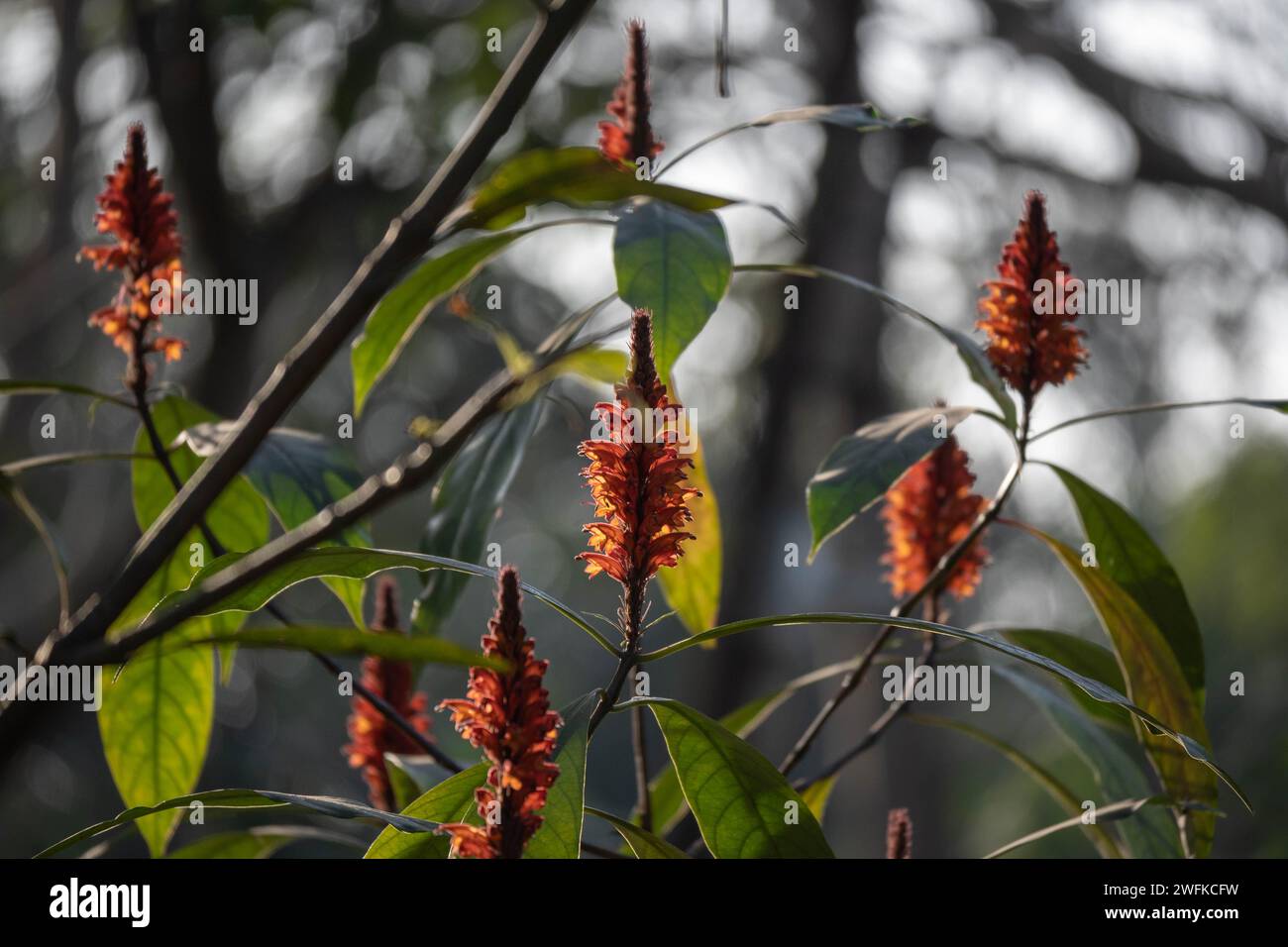Le foglie costus spicatus crescono fino a una lunghezza di circa 30 cm e a una larghezza di circa 10 cm (4 poll.). Produce un cono rosso corto, da wh Foto Stock