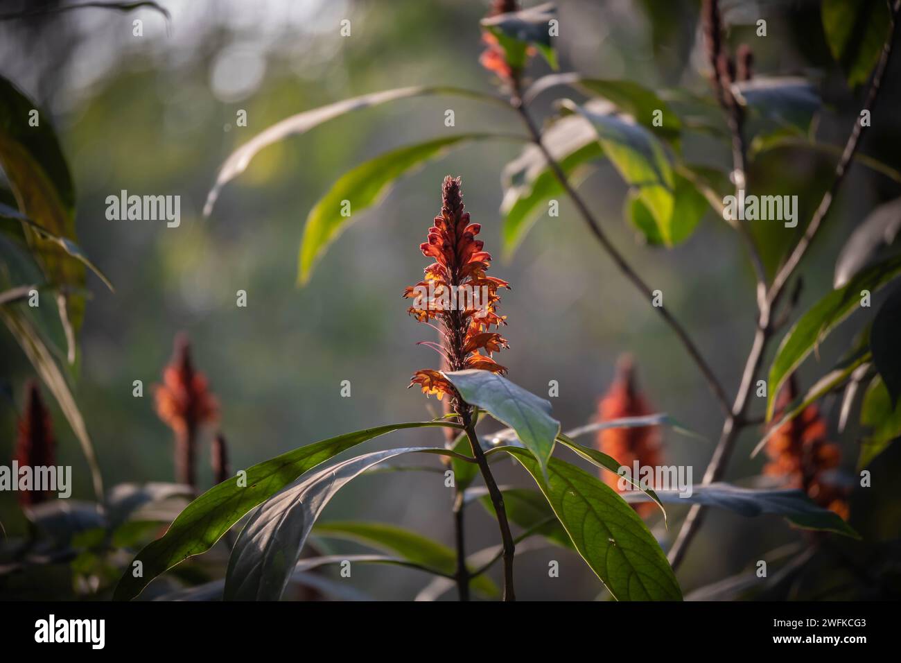 Le foglie costus spicatus crescono fino a una lunghezza di circa 30 cm e a una larghezza di circa 10 cm (4 poll.). Produce un cono rosso corto, da wh Foto Stock