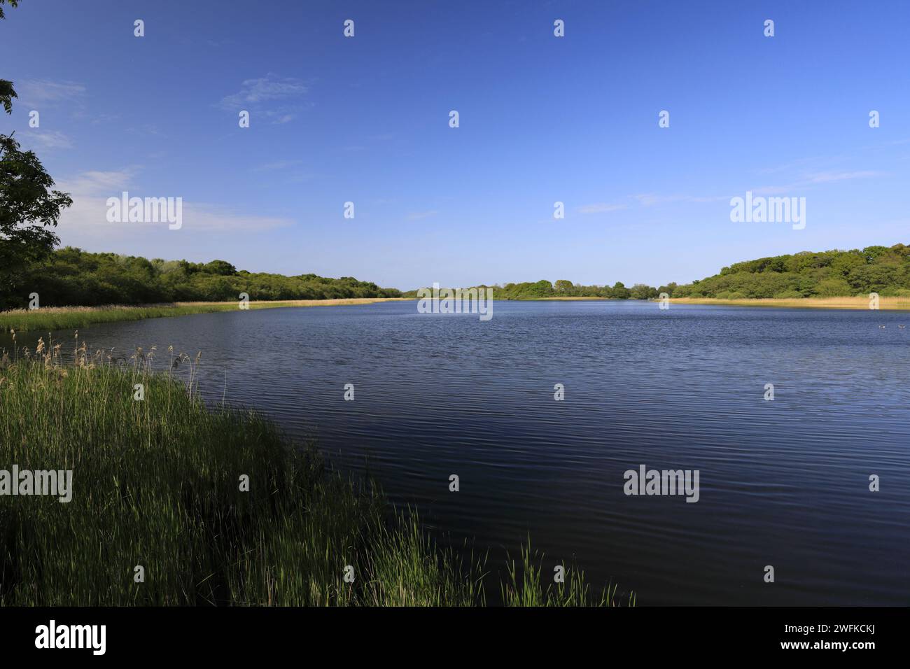 Vista estiva su Filby Broad, Norfolk Broads National Park, Inghilterra, Regno Unito Foto Stock