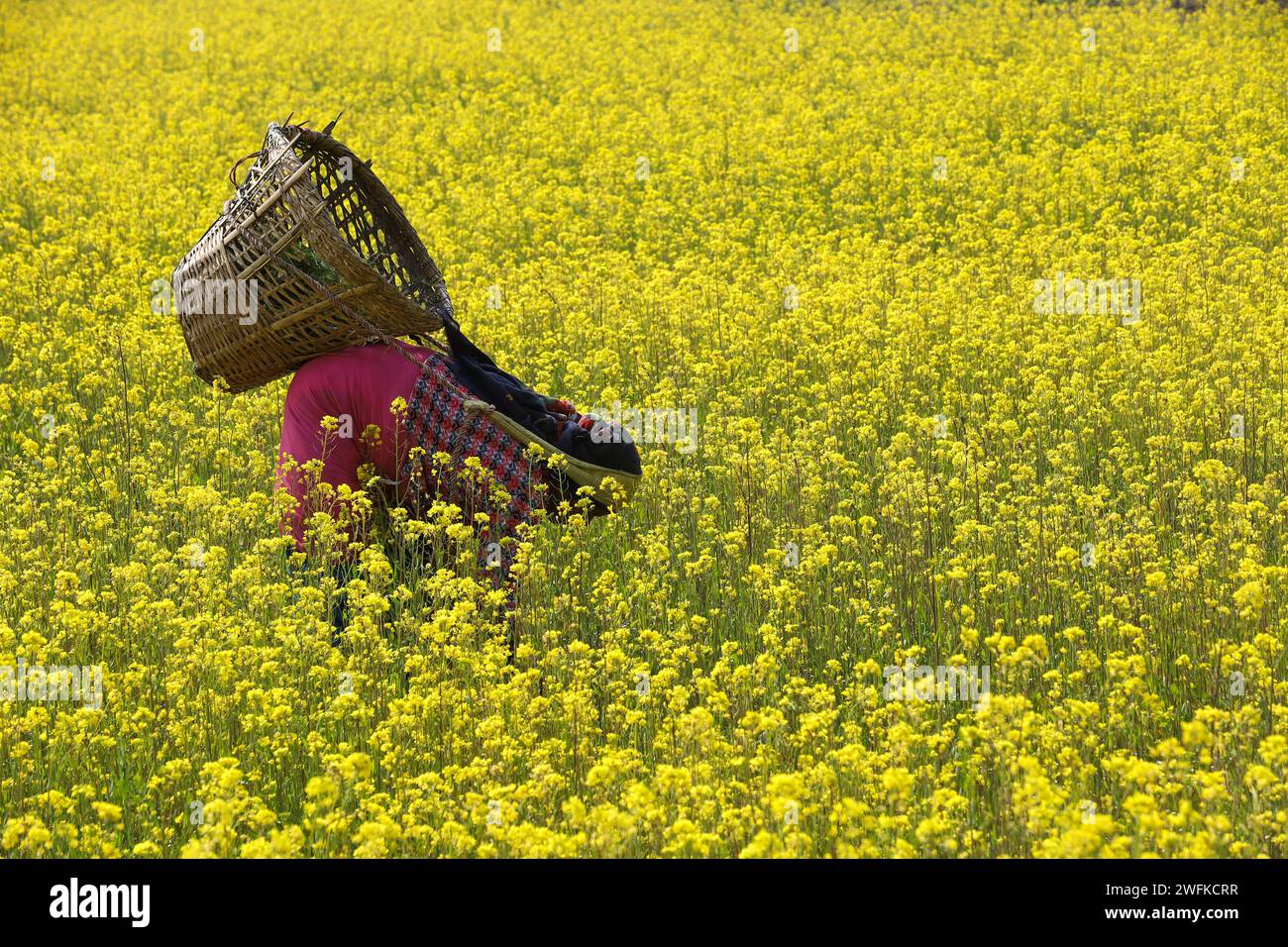 La vita quotidiana in Nepal gli agricoltori lavorano nel campo della senape a Lalitpur. Lalitpur Bagmati Nepal Copyright: XSubashxShresthax Foto Stock