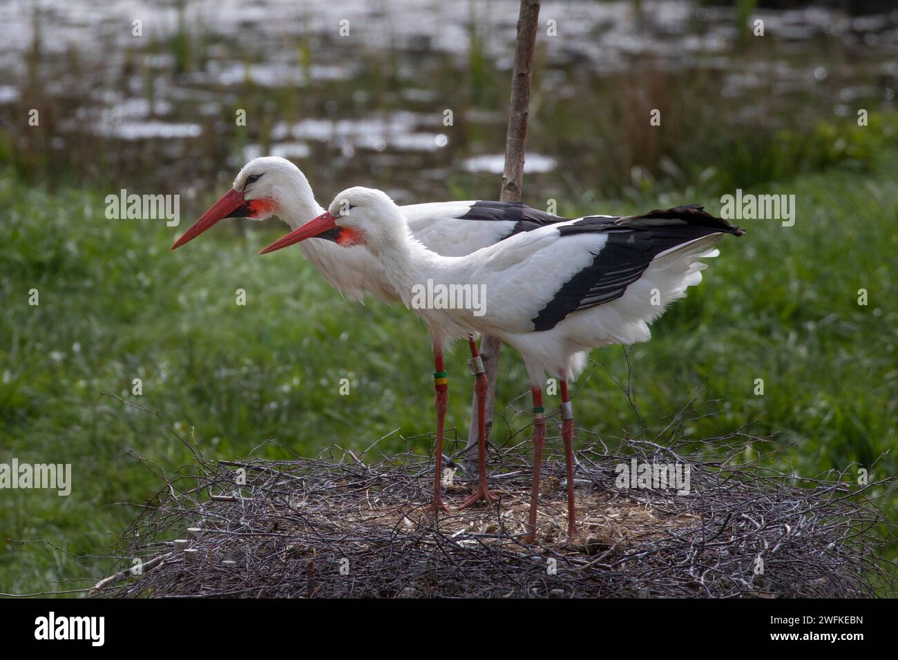 Due cicogne in un nido che guarda a sinistra Foto Stock