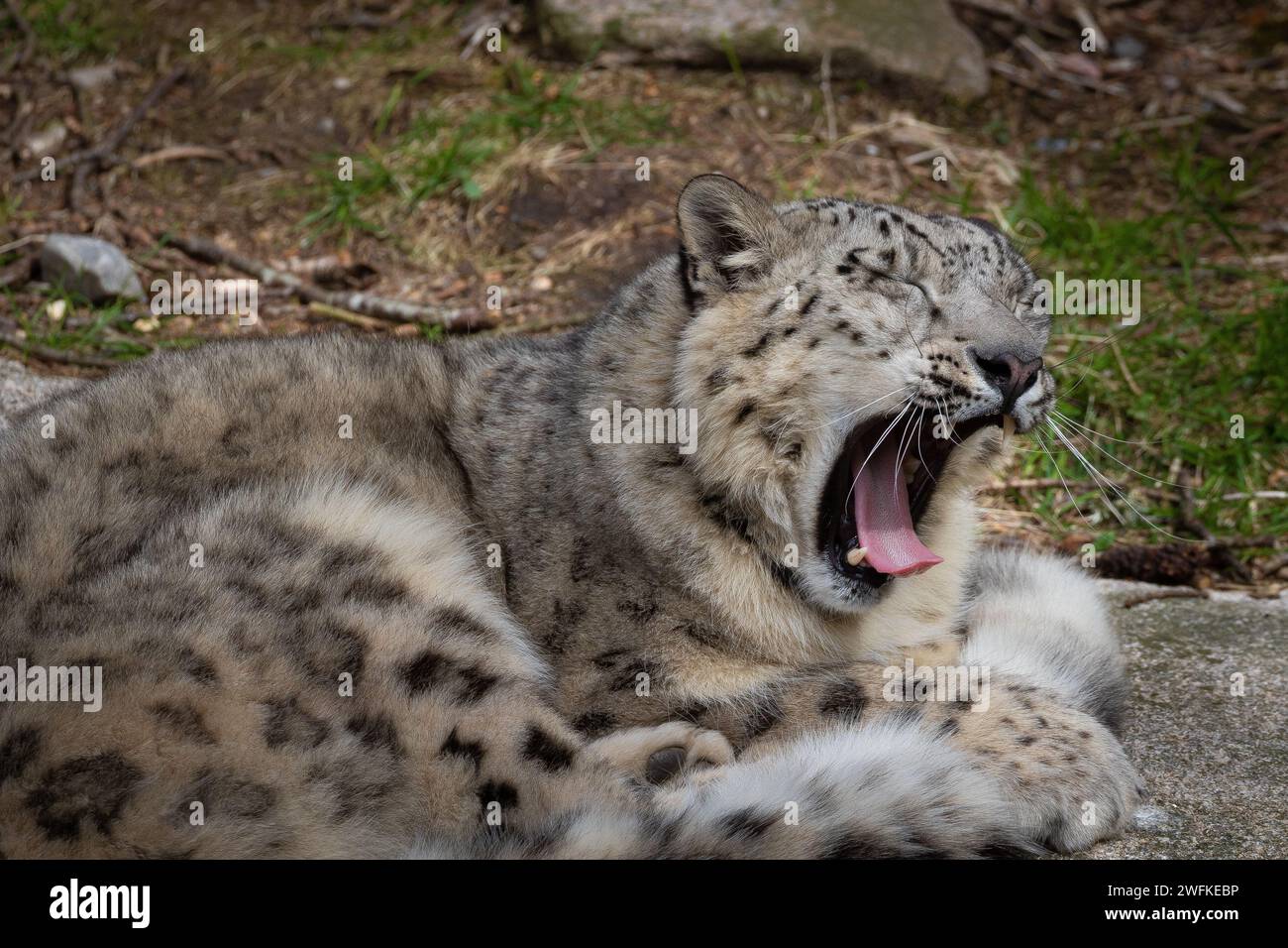 Leopardo delle nevi assonnato e sbadiglio sdraiato a terra Foto Stock