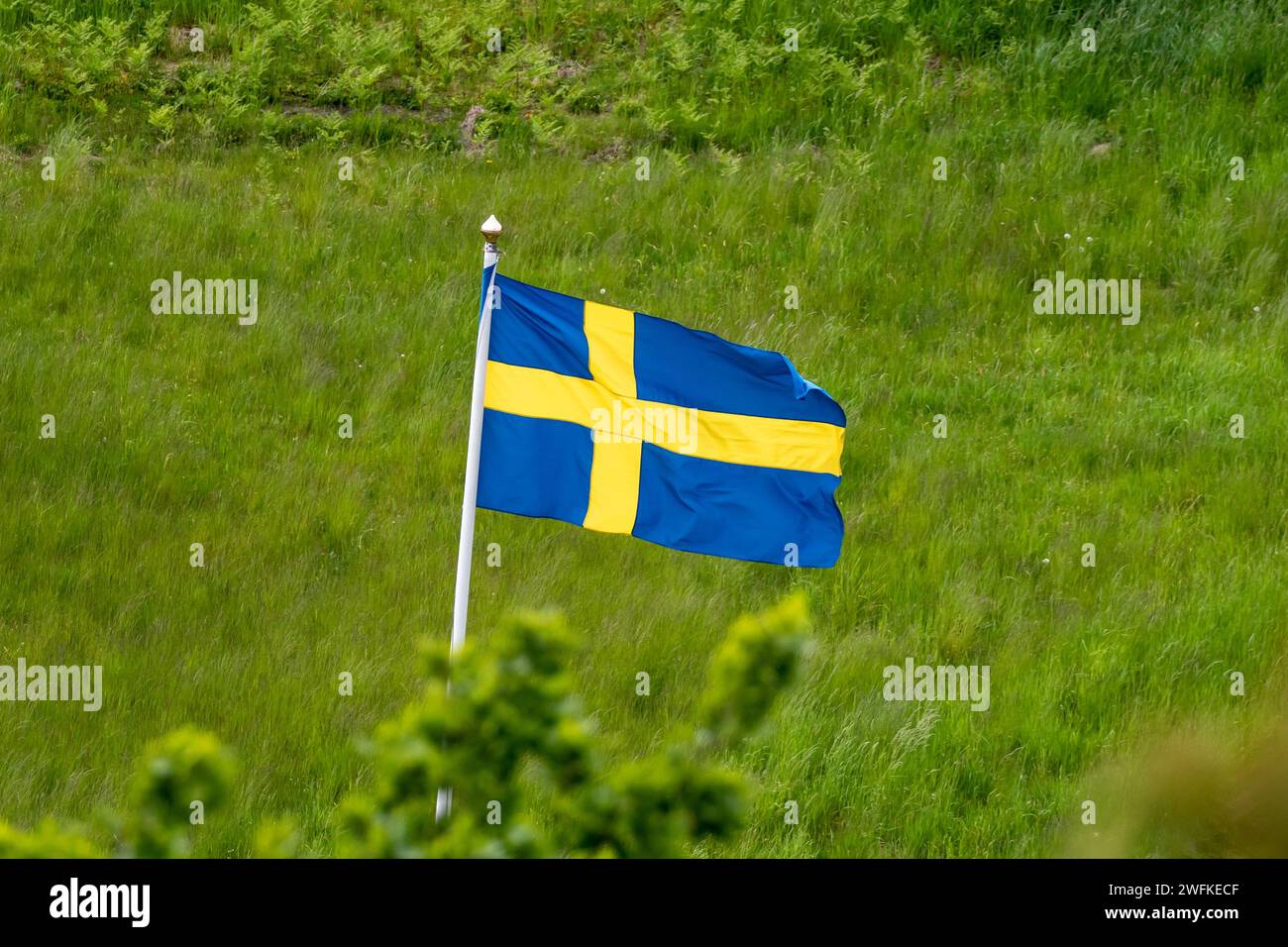 Bandiera svedese sventolata nel vento nella giornata nazionale degli svedesi del 6 giugno con un campo verde Foto Stock