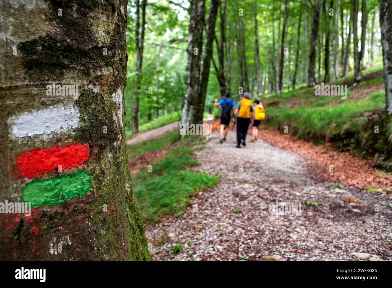 Parco Lizarrusti, parco naturale Aralar, foresta di faggi Guipuzcoa Navarra, Goierri, Paesi Baschi Highlands, Gipuzkoa, Euskadi Spagna, GR sentiero Altxo Foto Stock