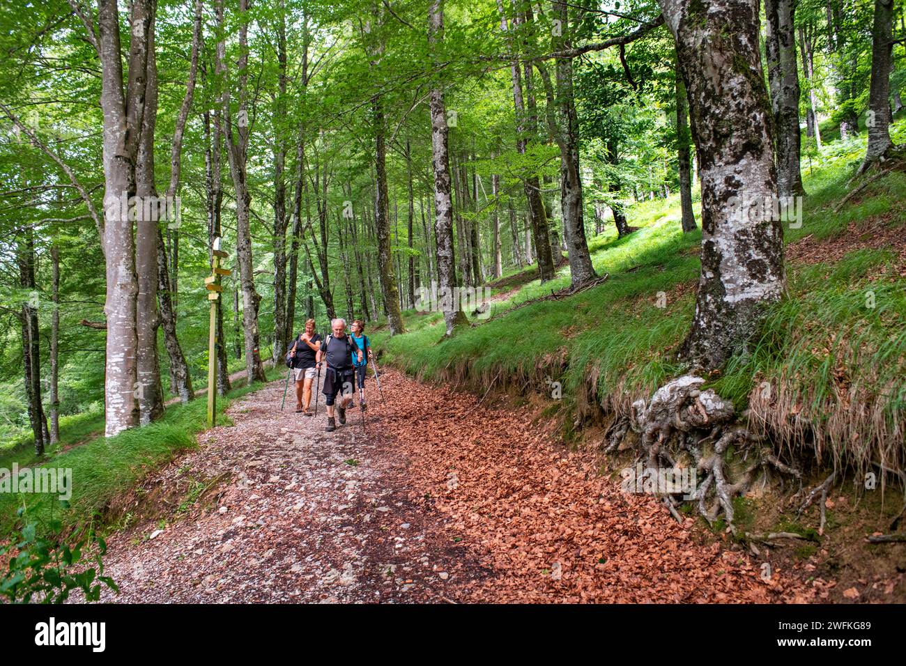 Parco Lizarrusti, parco naturale Aralar, foresta di faggi Guipuzcoa Navarra, Goierri, Paesi Baschi Highlands, Gipuzkoa, Euskadi Spagna, GR sentiero Altxo Foto Stock
