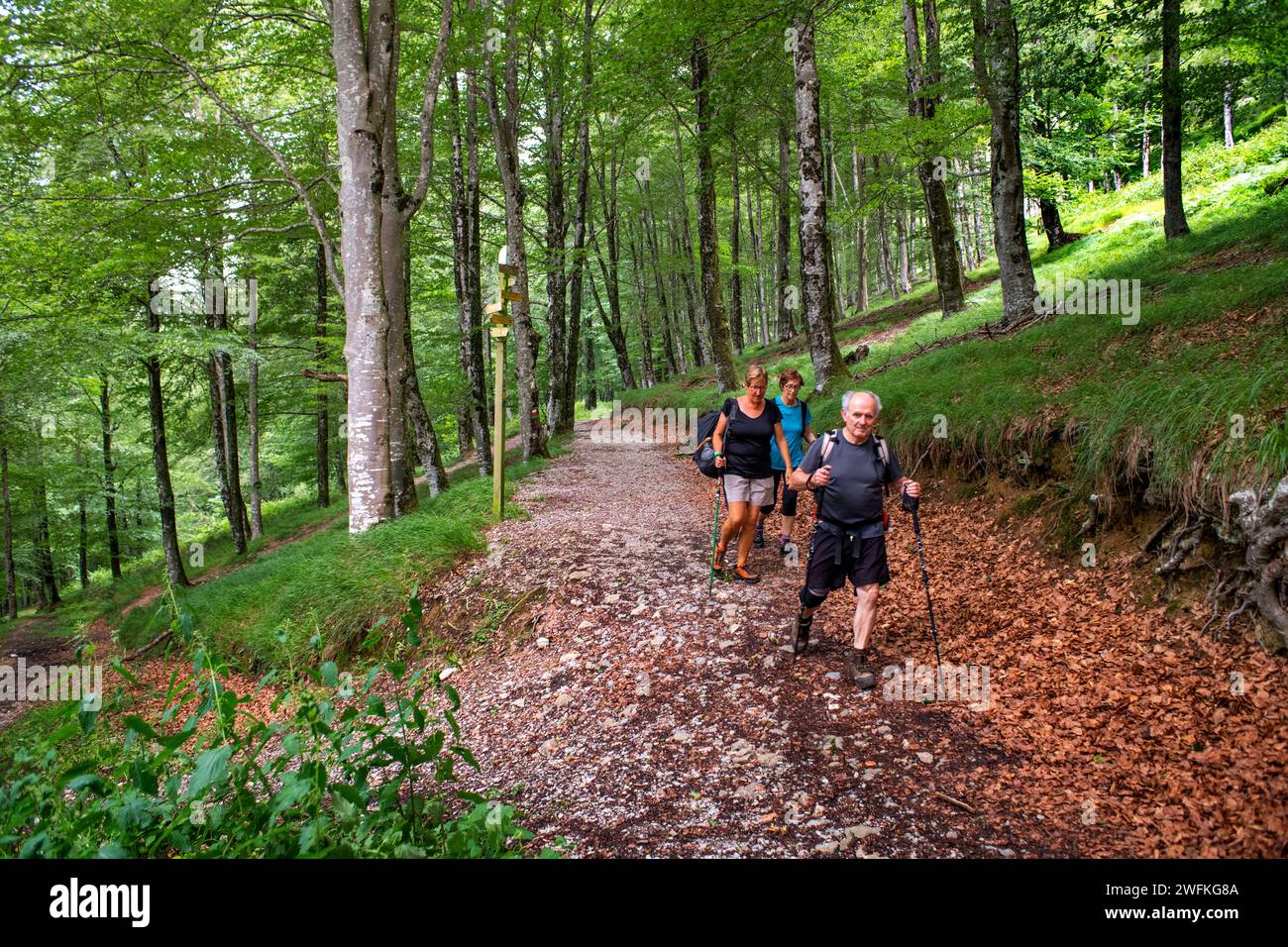 Parco Lizarrusti, parco naturale Aralar, foresta di faggi Guipuzcoa Navarra, Goierri, Paesi Baschi Highlands, Gipuzkoa, Euskadi Spagna, GR sentiero Altxo Foto Stock