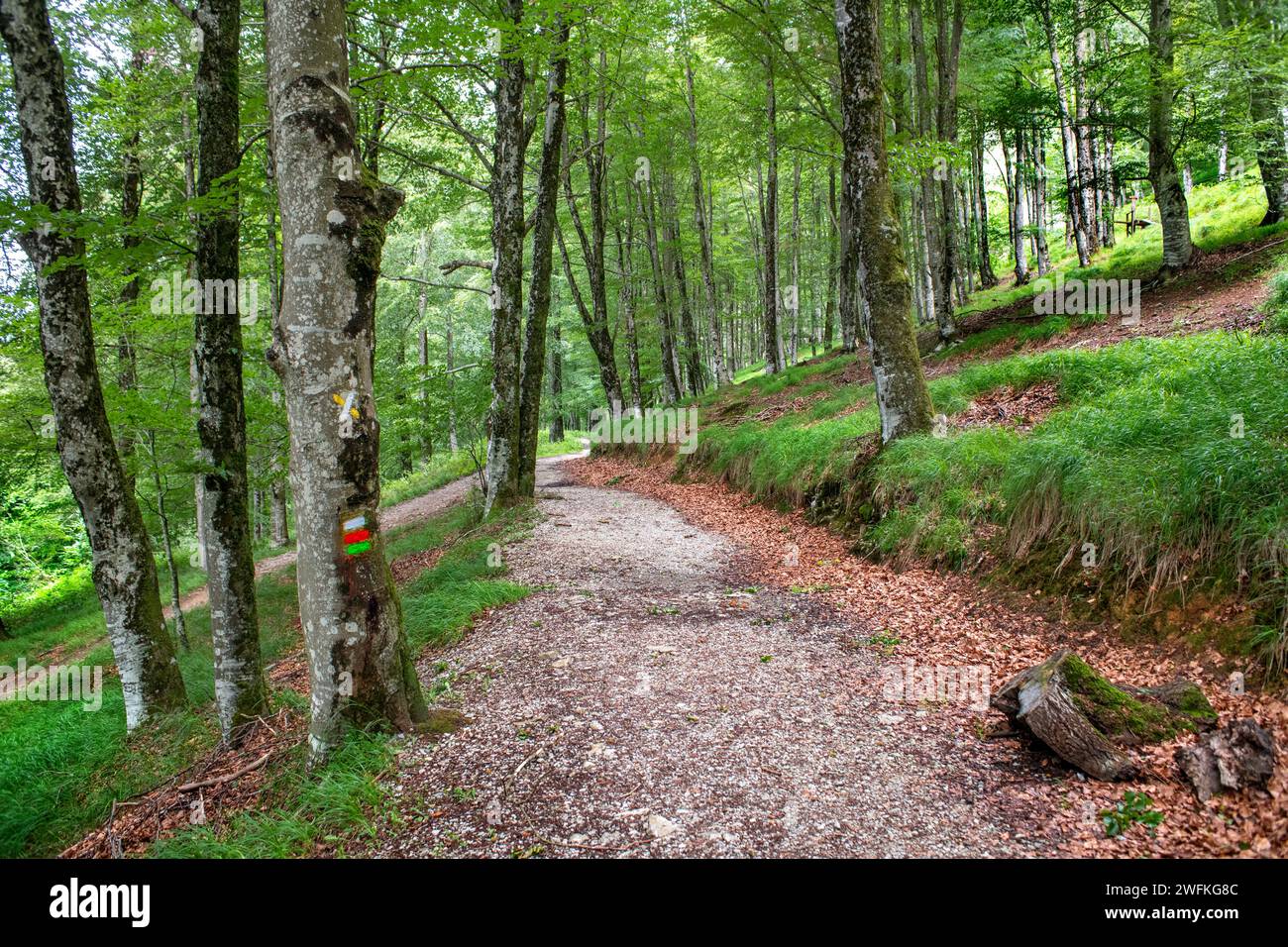 Parco Lizarrusti, parco naturale Aralar, foresta di faggi Guipuzcoa Navarra, Goierri, Paesi Baschi Highlands, Gipuzkoa, Euskadi Spagna, GR sentiero Altxo Foto Stock