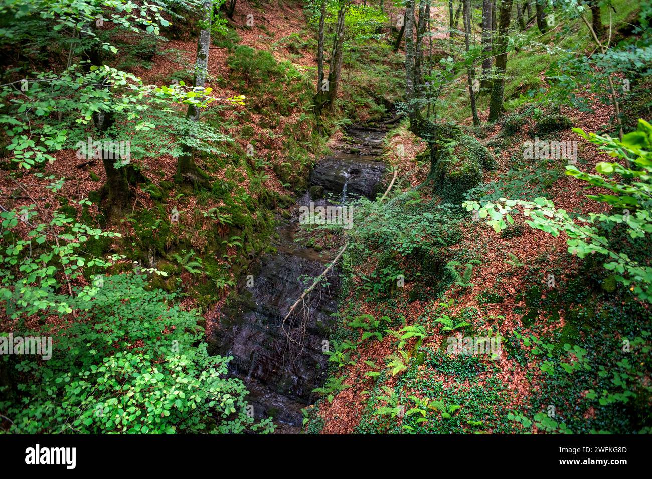 Parco Lizarrusti, parco naturale Aralar, foresta di faggi Guipuzcoa Navarra, Goierri, Paesi Baschi Highlands, Gipuzkoa, Euskadi Spagna, GR sentiero Altxo Foto Stock