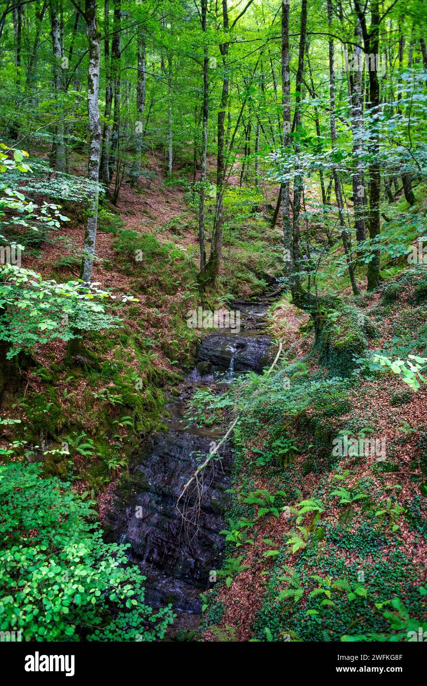 Parco Lizarrusti, parco naturale Aralar, foresta di faggi Guipuzcoa Navarra, Goierri, Paesi Baschi Highlands, Gipuzkoa, Euskadi Spagna, GR sentiero Altxo Foto Stock