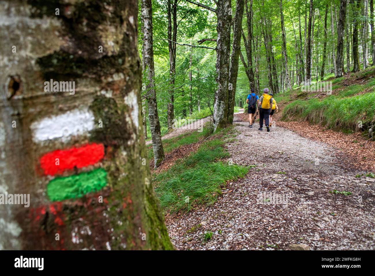 Parco Lizarrusti, parco naturale Aralar, foresta di faggi Guipuzcoa Navarra, Goierri, Paesi Baschi Highlands, Gipuzkoa, Euskadi Spagna, GR sentiero Altxo Foto Stock