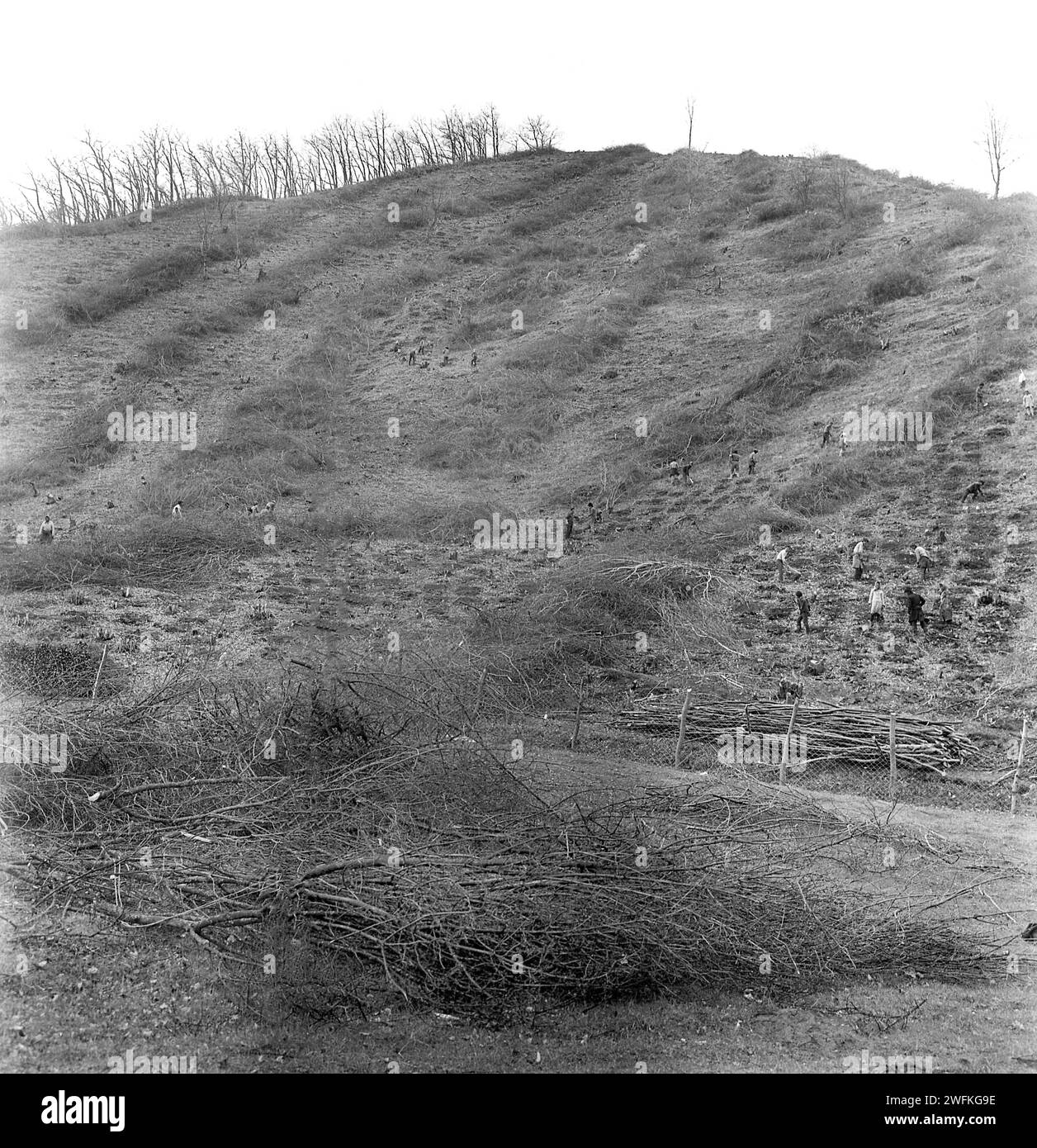 Cooperativa agricola statale nella Romania comunista, negli anni '1970 Contadini che rimuovono vecchi alberi da frutto su una collina e ne piantano di nuovi. Foto Stock