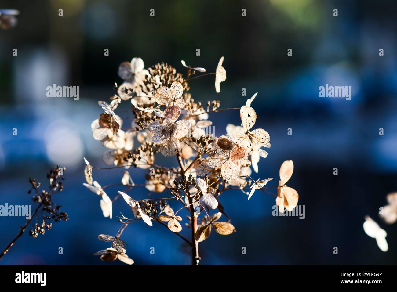 Fiore di ortensia essiccato in giardino in una giornata di sole. Foto Stock