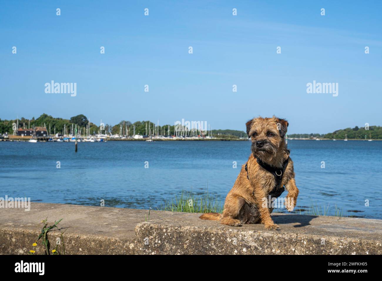 Un cane Border Terrier seduto su un muro a Chichester Marina guardando verso la piscina Birdham nello splendido scenario del porto di Chichester in una giornata di sole. Foto Stock