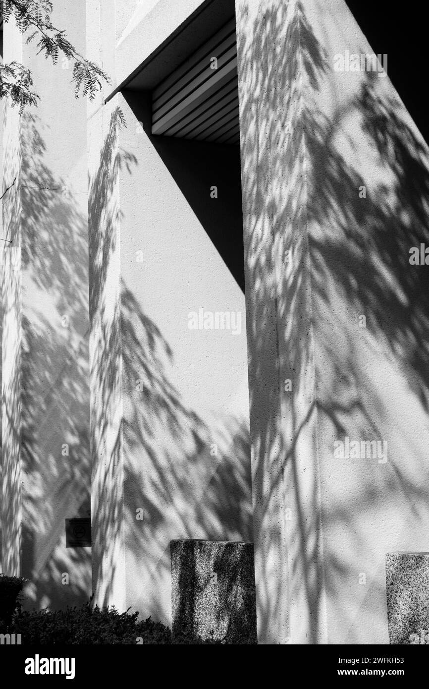 Ombre gettate da rami d'albero e foglie delicate sul lato della parete di cemento di un edificio, monocromatico Foto Stock