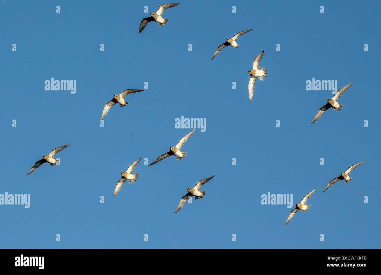 Plovers d'oro europei, Pluvialis apricaria, - Flock in flight in Winter, Lodmoor. Dorset. Foto Stock