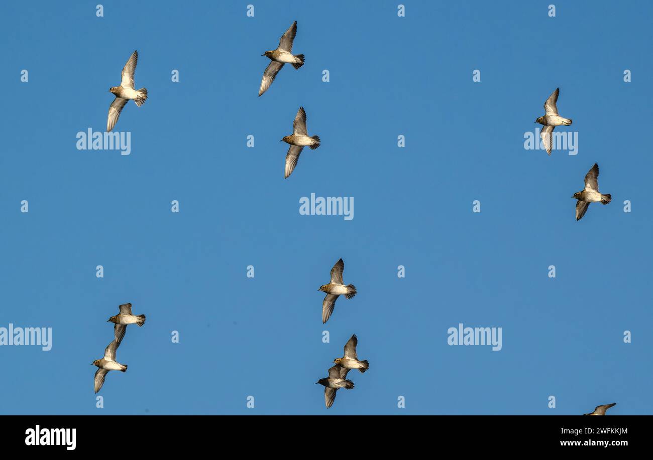 Plovers d'oro europei, Pluvialis apricaria, - Flock in flight in Winter, Lodmoor. Dorset. Foto Stock