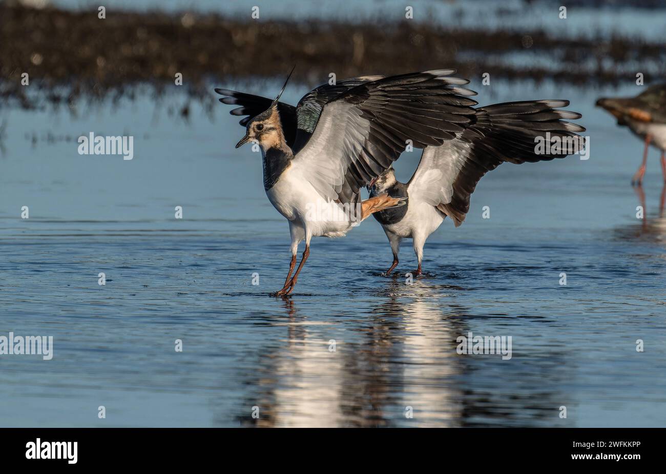 Northern lapwings, Vanellus vanellus, inizio corteggiamento in inverno. Radipole. Foto Stock
