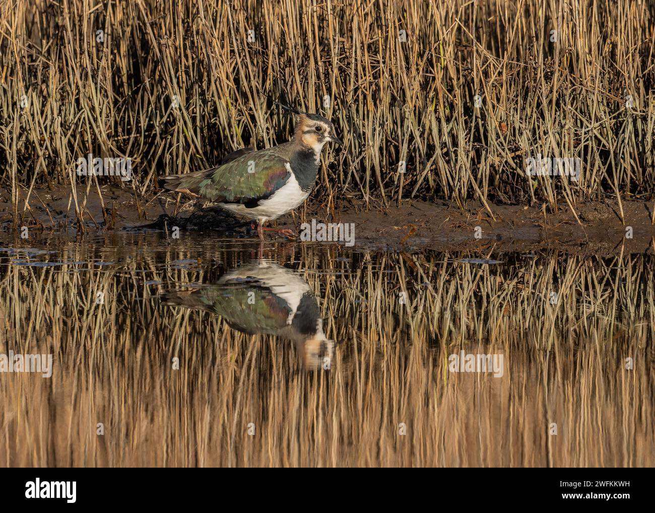 Il risveglio settentrionale, Vanellus vanellus, che si nutre in acque poco profonde sul bordo di una laguna costiera, il Dorset. Foto Stock
