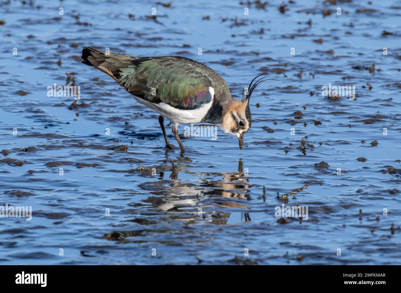 Il risveglio settentrionale, Vanellus vanellus, che si nutre in acque poco profonde sul bordo di una laguna costiera, il Dorset. Foto Stock