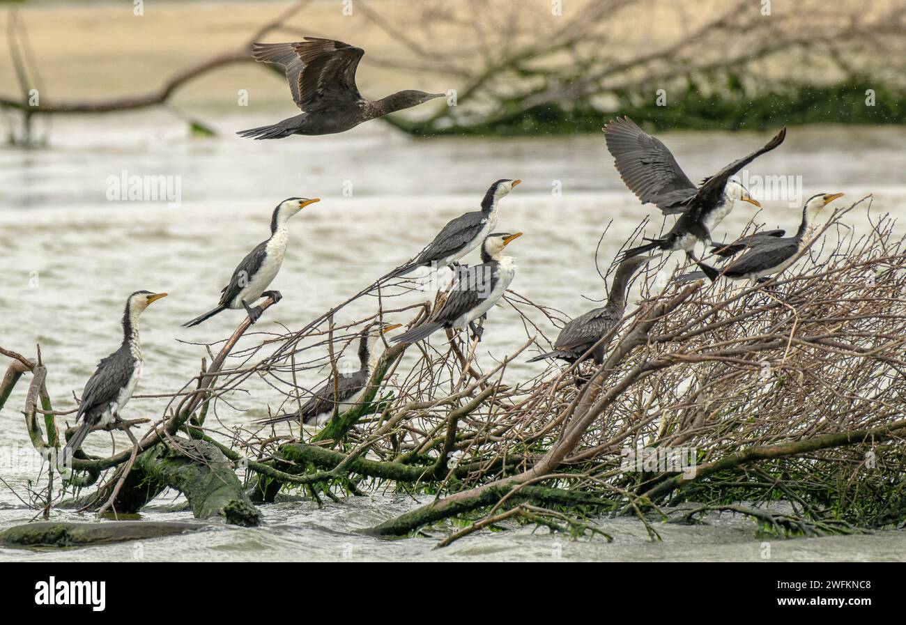 Gruppo di piccoli cormorani pied, Microcarbo melanoleucos, roosting, con grande cormorano che vola sopra la testa. Coorong, Australia. Foto Stock