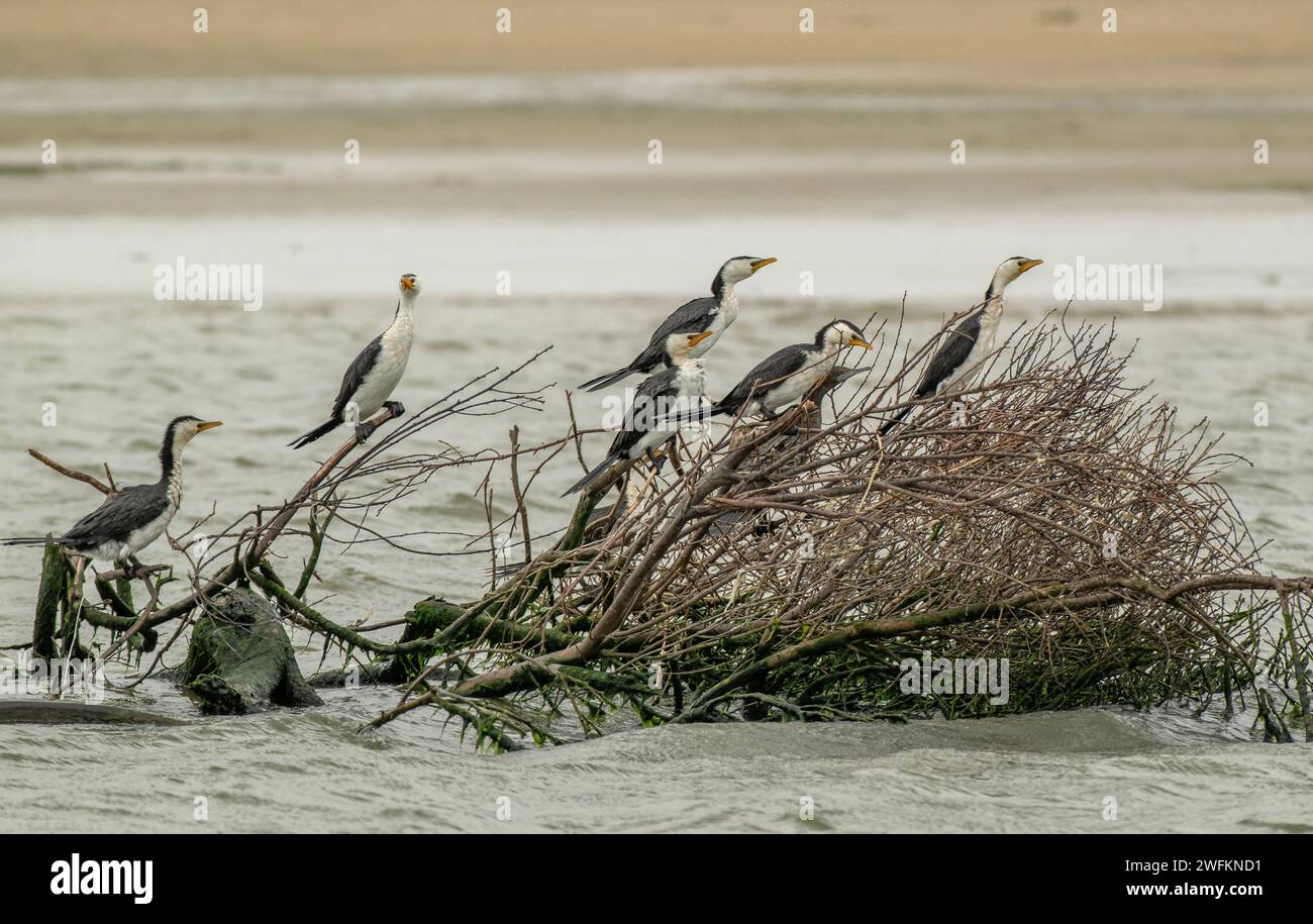 Gruppo di piccoli cormorani pied, Microcarbo melanoleucos, roosting, Coorong, Australia. Foto Stock