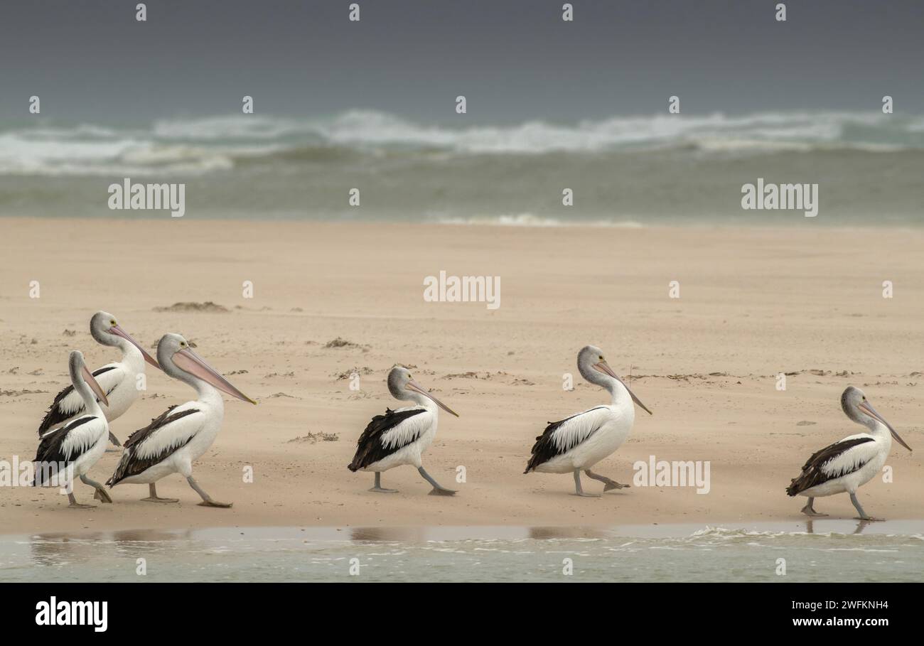Pellicani australiani, Pelecanus conspicillatus, che camminano sulla spiaggia di sabbia alla foce del fiume Murray, con l'oceano oltre. Australia. Foto Stock