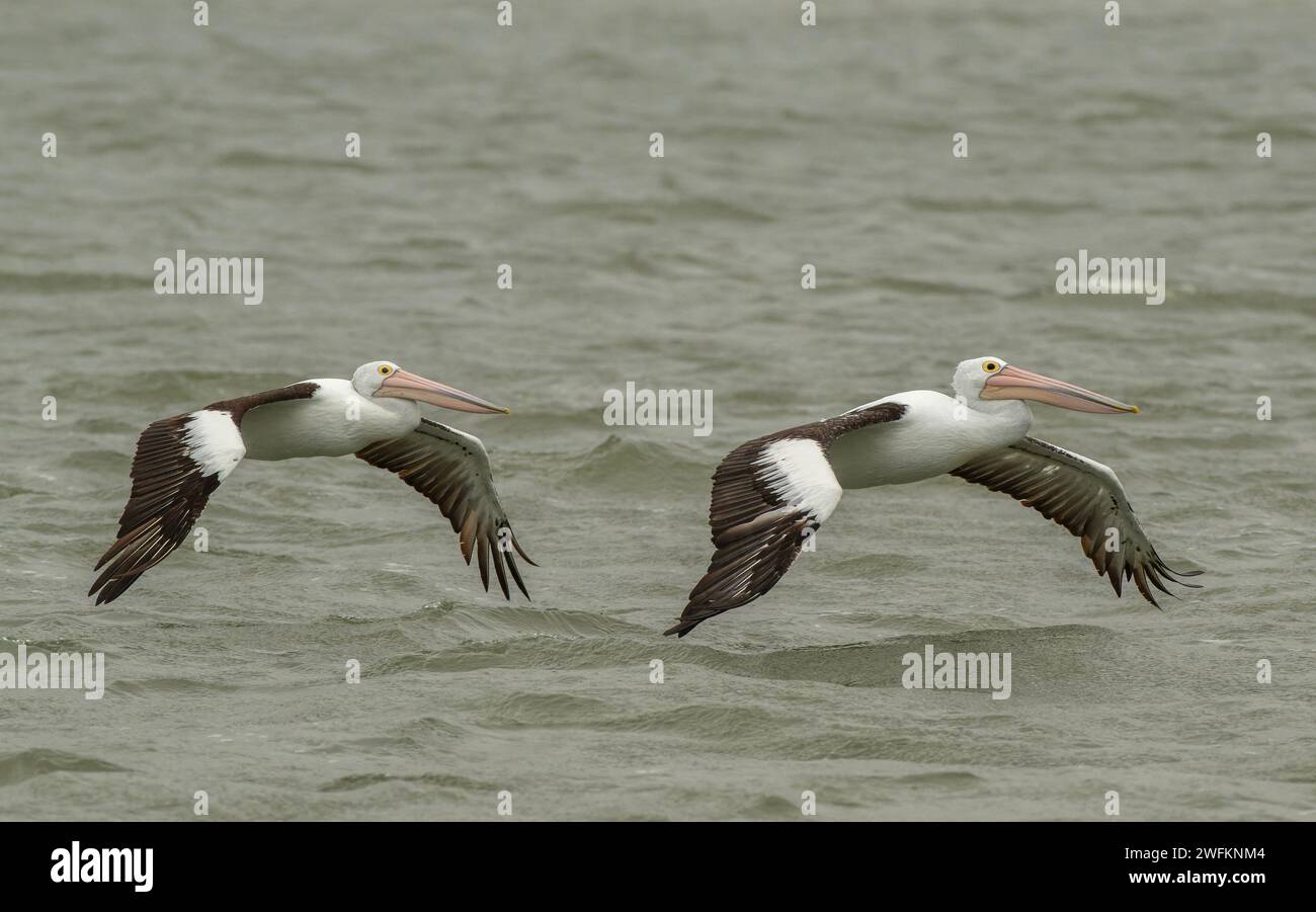 Pellicani australiani, Pelecanus conspicillatus, in volo sopra la laguna, Australia meridionale. Foto Stock