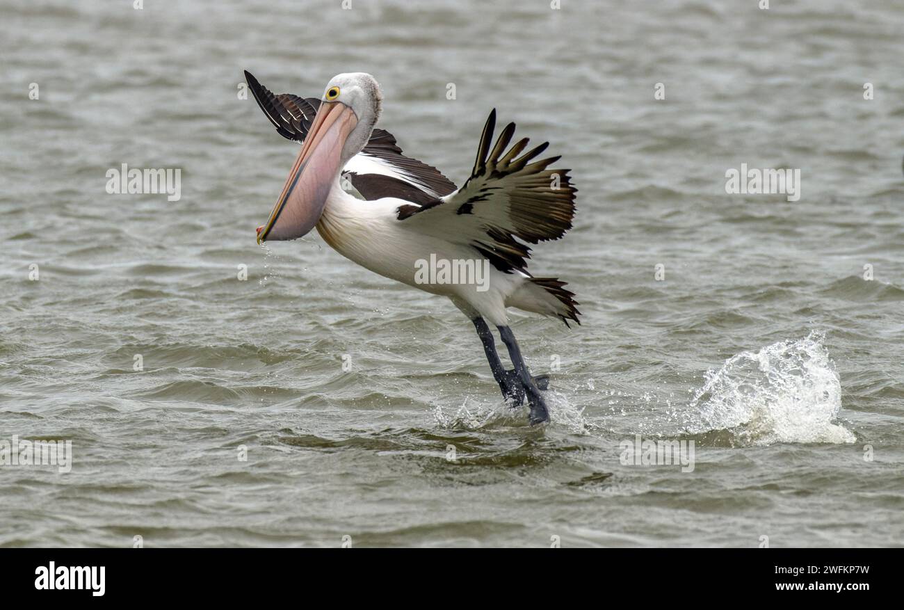 Pelican australiano, Pelecanus conspicillatus, in volo dopo aver catturato un pesce, sopra la laguna di Coorong, Australia meridionale. Foto Stock