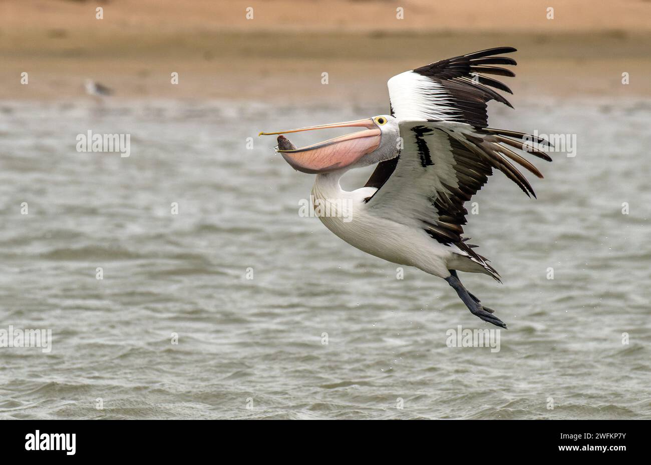 Pelican australiano, Pelecanus conspicillatus, in volo dopo aver catturato un pesce, sopra la laguna di Coorong, Australia meridionale. Foto Stock
