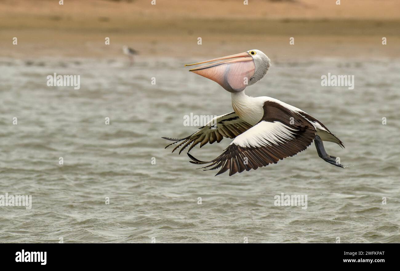 Pelican australiano, Pelecanus conspicillatus, in volo dopo aver catturato un pesce, sopra la laguna di Coorong, Australia meridionale. Foto Stock