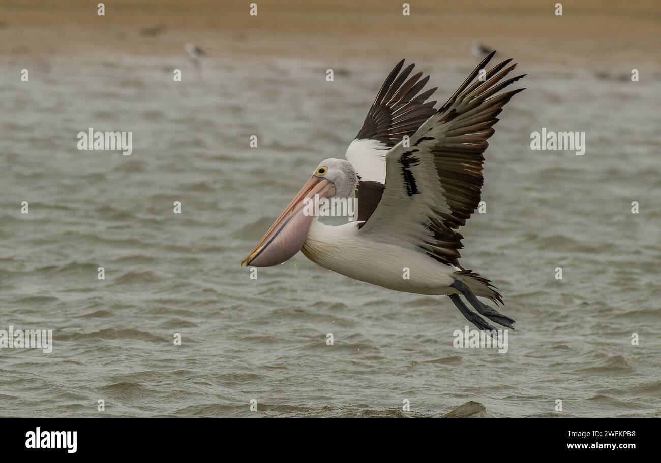 Pelican australiano, Pelecanus conspicillatus, in volo dopo aver catturato un pesce, sopra la laguna di Coorong, Australia meridionale. Foto Stock