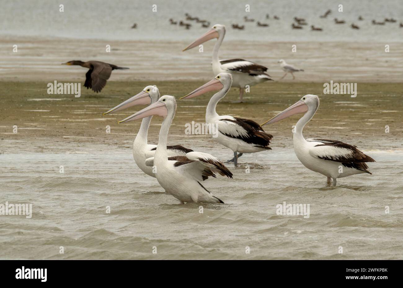 Pellicani australiani, Pelecanus conspicillatus, passeggiate a cavallo e piangere sulla riva della laguna. Australia meridionale. Foto Stock