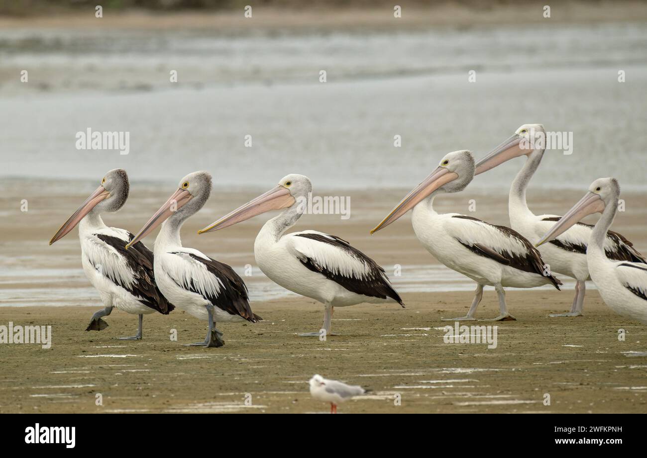 Pellicani australiani, Pelecanus conspicillatus, passeggiate a cavallo e piangere sulla riva della laguna. Australia meridionale. Foto Stock