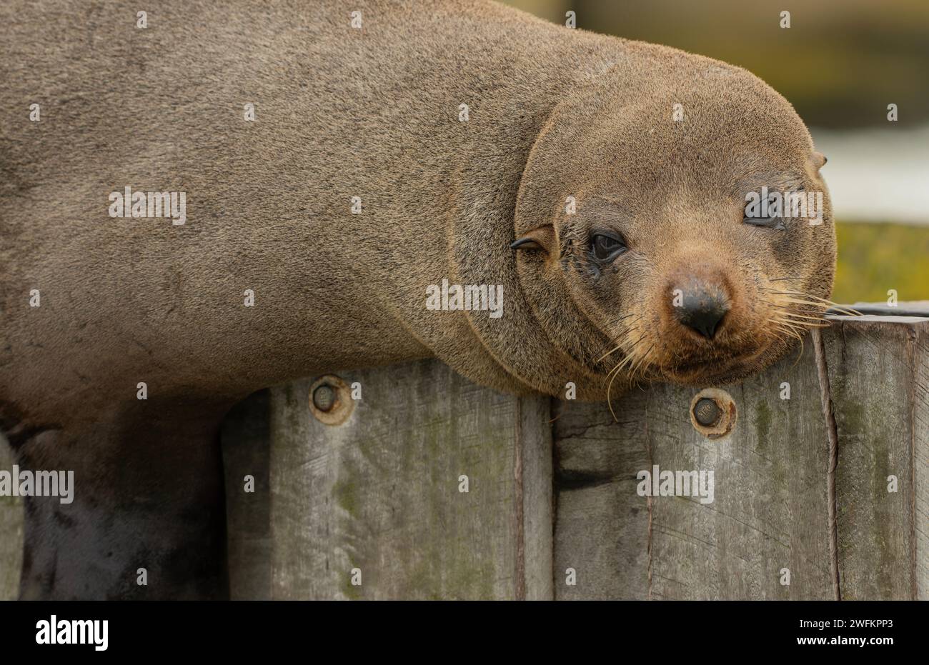 Foca dal naso lungo, Arctocephalus forsteri, che riposa su uno stretto molo di legno, Coorong, Australia meridionale. Foto Stock