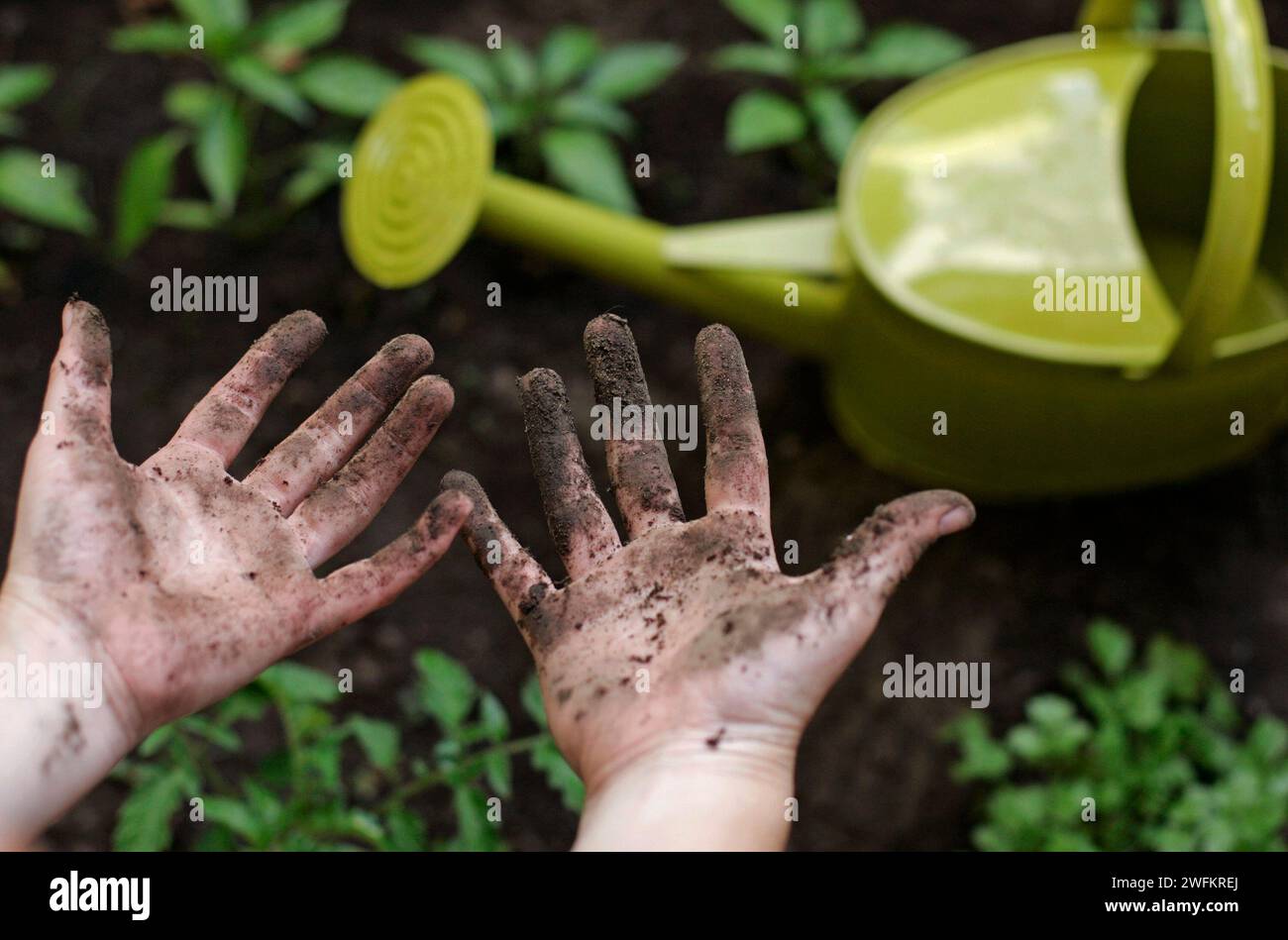 Una giovane donna mostra le sue mani sporche agglomerate dopo aver lavorato nel suo piccolo giardino cittadino. Foto Stock