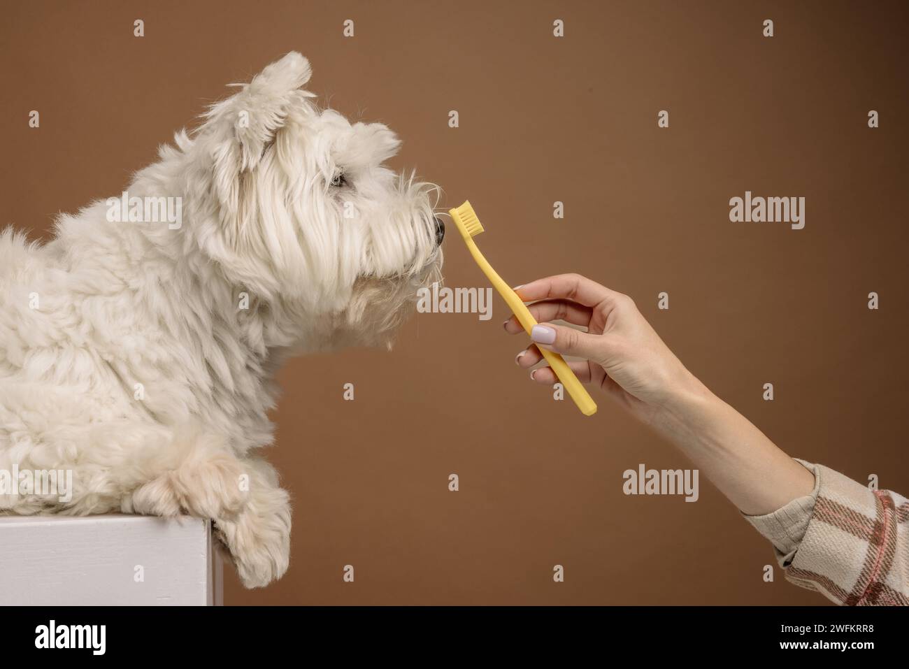 la ragazza spazzola i denti del cane, prendendosi cura del cane Foto Stock